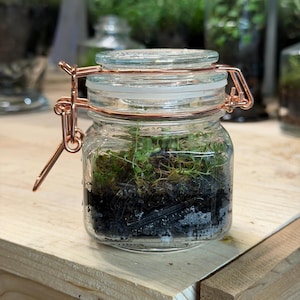Self Sustaining Terrarium, Mini Mason Jar Established Ecosystem w/ String of Turtles & Moss