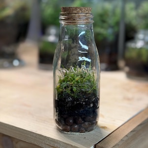 Self Sustaining Terrarium, Mini Dairy Jug Established Ecosystem w/ String of Frogs & Moss +Tweezers
