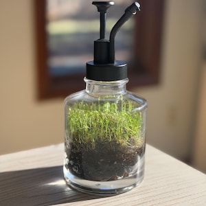 Self Sustaining Terrarium, Syrup Dispenser Established Ecosystem w/ String of Turtles & Moss +Tweezers