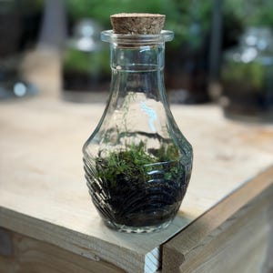 Self Sustaining Terrarium, Mini Jar Established Ecosystem w/ String of Turtles & Moss +Tweezers