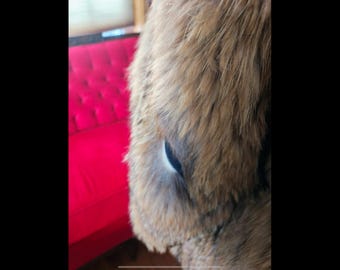 Canada finland raccoon muffle／品番Ｂ／GAKE❣️ Finnish Racccoon Fur for tying tube flies