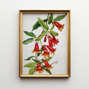 Vintage Crossvine Flower Print: Cottagecore Botanical Wall Art (Digital Download
