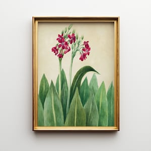 Vintage Primrose Botanical Print: Cottagecore Floral Wall Art (Digital Download)