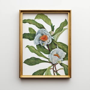 Franklinia Flower Print: Vintage Botanical Wall Art (Digital Download