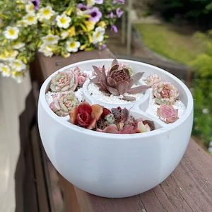 May include: A white, round succulent planter with multiple compartments, filled with various succulents and small white stones. The succulents display shades of green, pink, and red. The planter sits on a wooden surface, with flowers in the background.