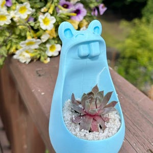 Könnte beinhalten: Hellblauer, froschförmiger Pflanztopf mit einer kleinen Sukkulente. Der Pflanztopf hat eine breite Öffnung und einen abgerundeten Boden. Die Sukkulente hat grüne und rote Blätter und sitzt auf einem Bett aus weißen Kieselsteinen. Der Pflanztopf ist aus Kunststoff.