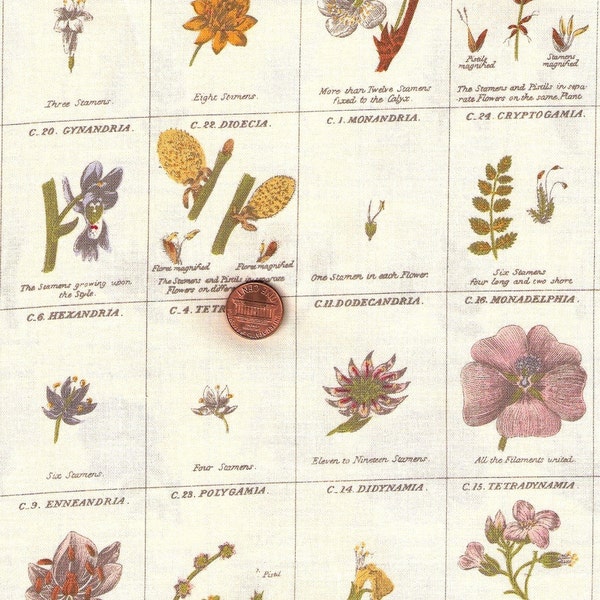 2 YARDS Anna Griffin Botanical Illustration Fabric  Windham Fabrics