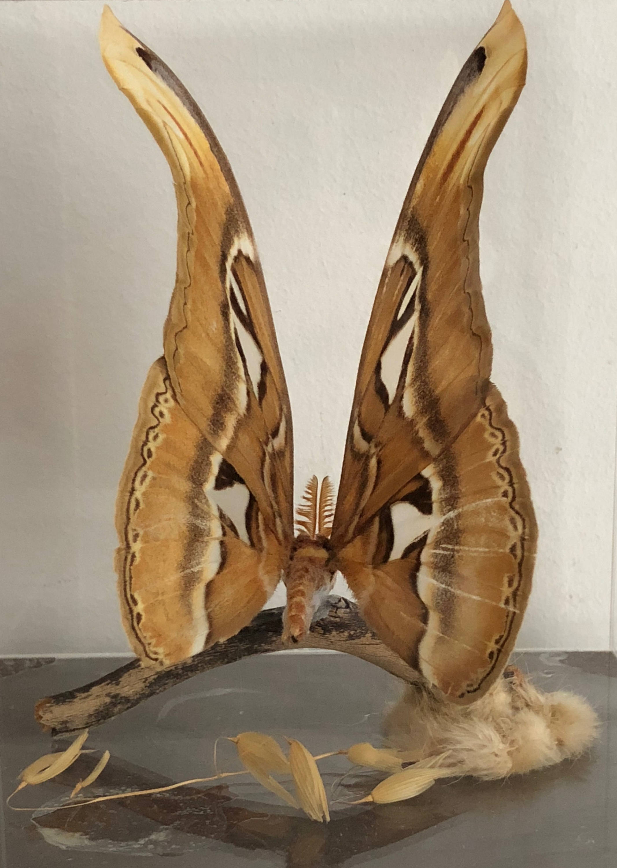 Mounted Vintage Real Tropical Butterfly Taxidermy Display In ...