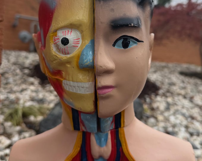 Vintage Anatomical Resin Mannequin Human Body Torso Removable Organs Educational