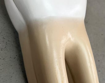 Vintage Education Resin Tooth Model Dental Human Body Bone Modern Cross-Section