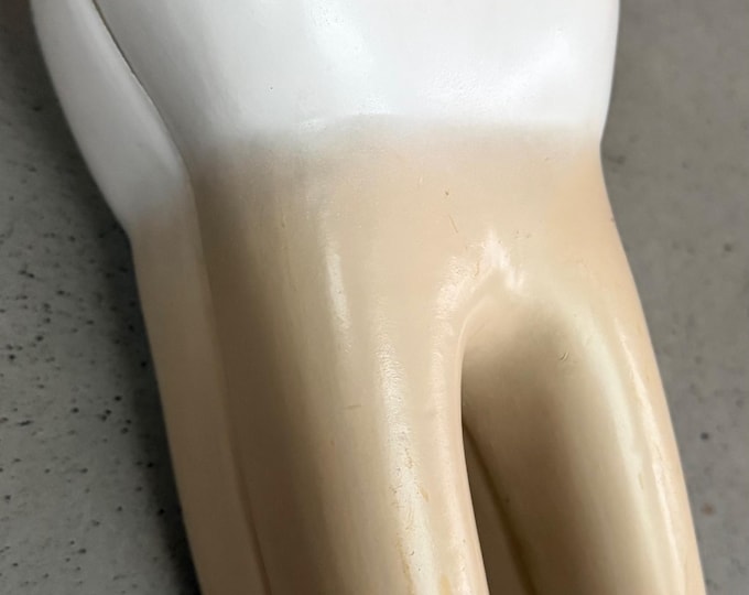 Vintage Education Resin Tooth Model Dental Human Body Bone Modern Cross-Section