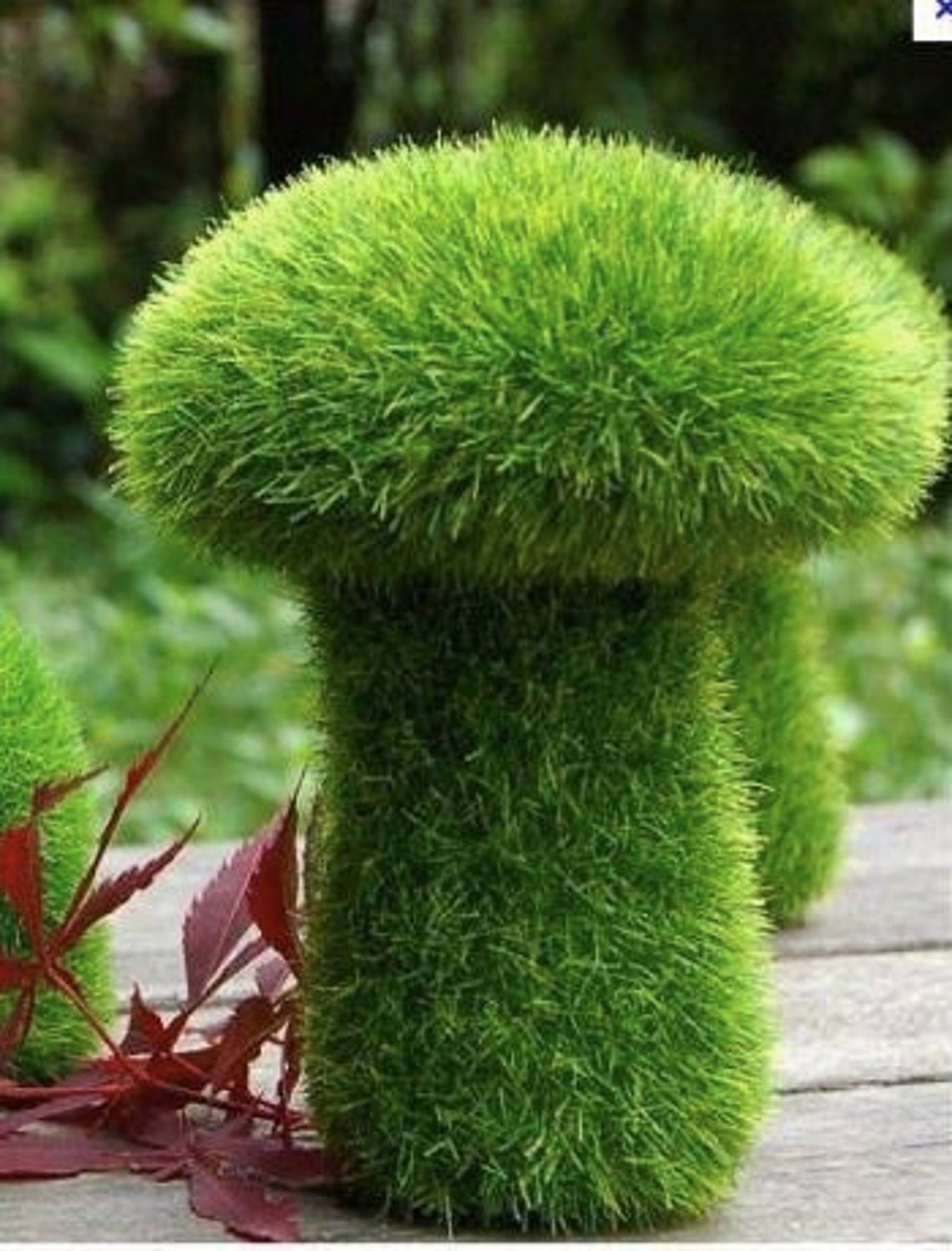 GROW Edible Chia Sprouts from Seeds in your Micro-green Indoor | Etsy