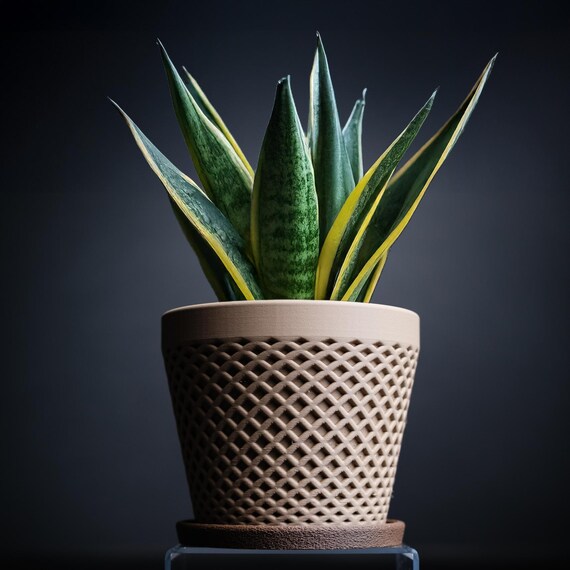 elijah blue grass plant Elijah Blue Fescue Grass | Plant