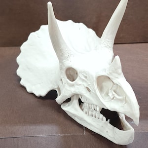 Pode incluir: Réplica detalhada, em branco sujo, de um crânio de Triceratops. O modelo apresenta chifres proeminentes, órbitas oculares e uma mandíbula detalhada com dentes visíveis. O crânio está sobre uma superfície castanha.