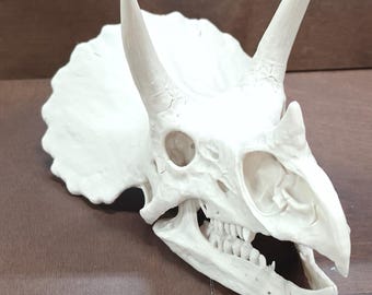 Pode incluir: Réplica detalhada, em branco sujo, de um crânio de Triceratops. O modelo apresenta chifres proeminentes, órbitas oculares e uma mandíbula detalhada com dentes visíveis. O crânio está sobre uma superfície castanha.