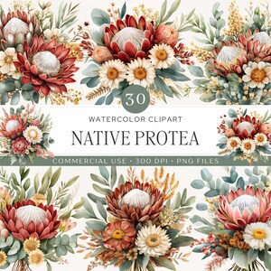 Puede incluir: Una colección de 30 ilustraciones de arte digital en acuarela con flores de protea nativas, margaritas y follaje de eucalipto. El texto dice 30 WATERCOLOR CLIPART NATIVE PROTEA COMMERCIAL USE 300 DPI PNG FILES en tonos neutros.