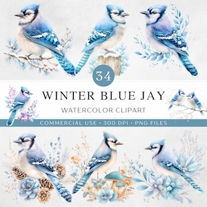May include: Watercolor clipart featuring several blue jays in various poses, surrounded by winter foliage. The birds have blue, white, and black feathers. The text "Winter Blue Jay" is displayed, along with "Watercolor Clipart".