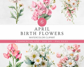 April Birth Month Flower Clipart | 6 Watercolor Daisy & Sweet Pea PNGs | Bouquet, Cascading, Single Stem Floral | Aries Taurus Birthday