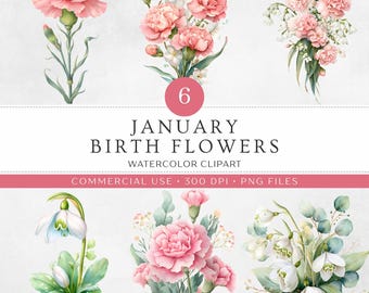 Imágenes prediseñadas de flores del mes de nacimiento de enero, 6 claveles de acuarela, campanillas de invierno PNG, ramo, cascada, tallo único floral, cumpleaños de Capricornio y Acuario