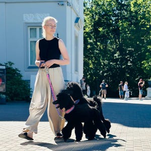 May include: A person walking two black standard poodles on a sunny day. The dogs wear colourful collars and are leashed with a pink and blue lead. The person wears a black top and beige trousers.