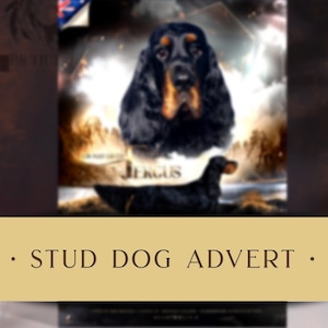 May include: A black and brown dog with a white collar and the word "JESUS" written on it. The dog is in a dramatic pose with a blurred background.