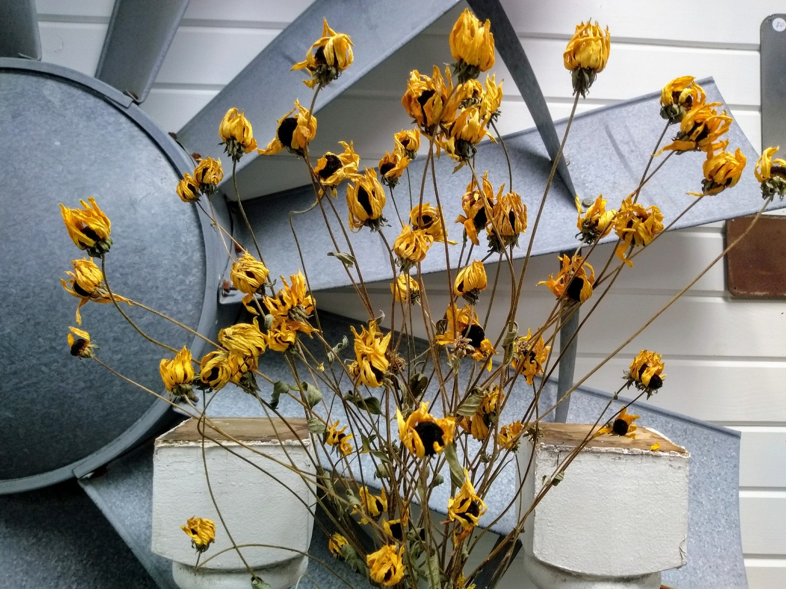Dried Black Eyed Susans Natural Dried Black Eyed Susan - Etsy