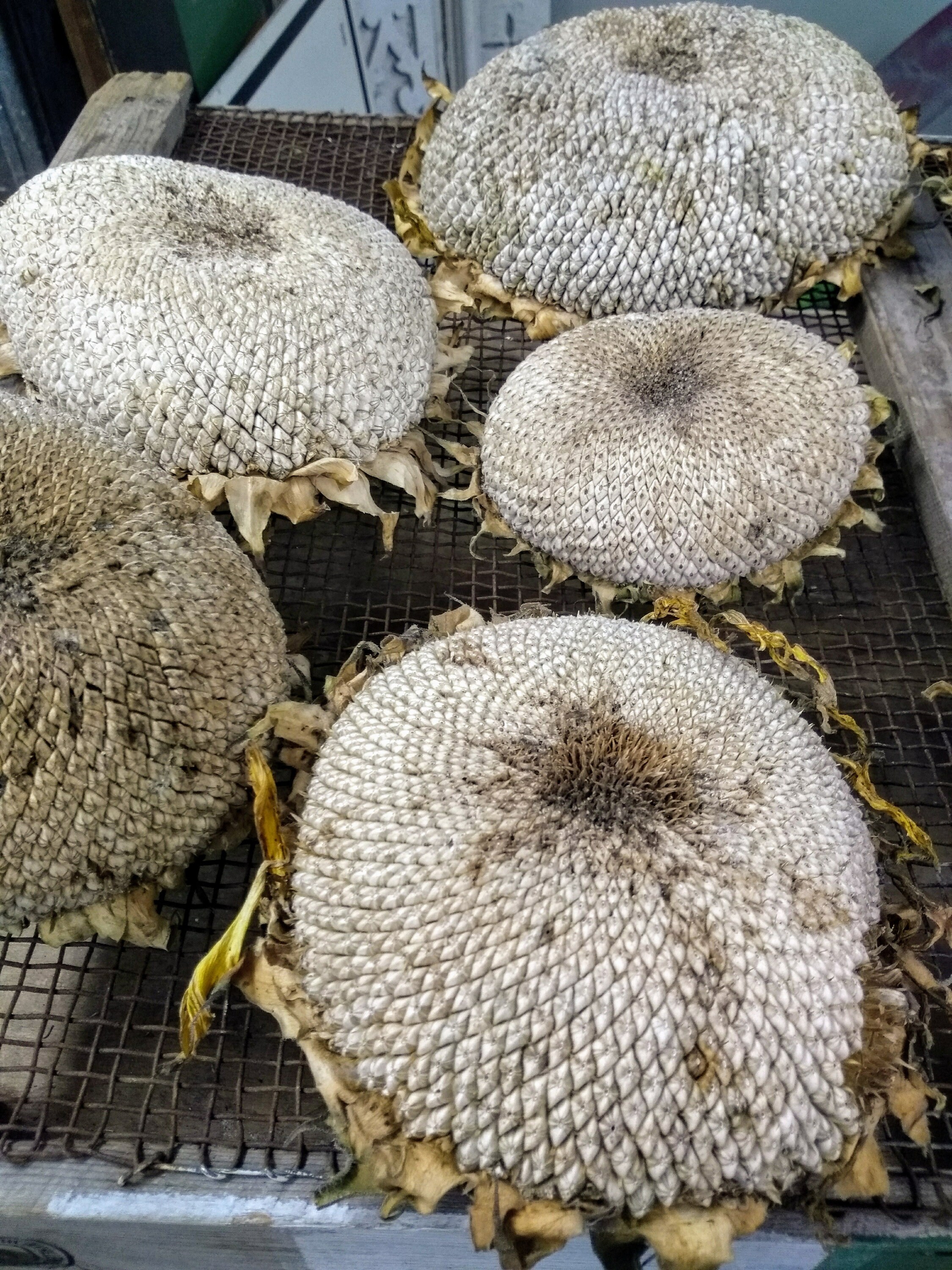 Large Dried Sunflowers Dried Sunflower Head Natural Dried Etsy