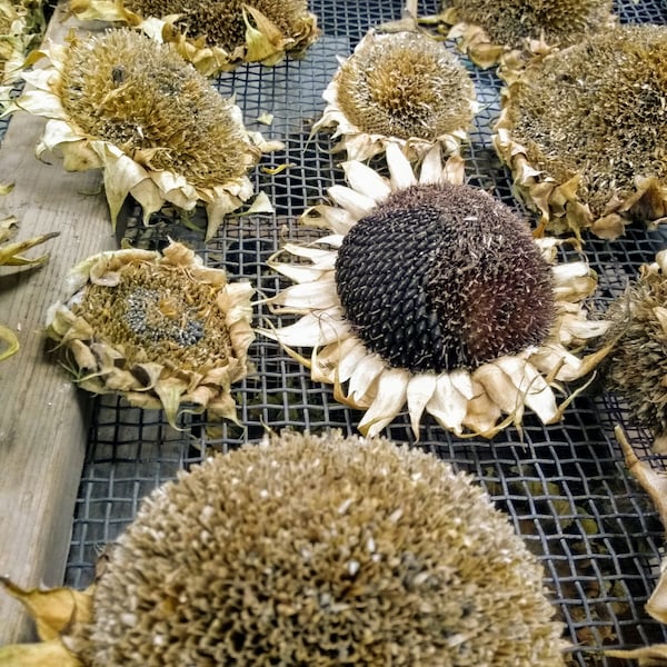 Dried Sunflowers | Dried Sunflower Heads | Natural Dried Sunflower Heads | Helianthus - Sunflower | Real Flowers | Botanical Decoration