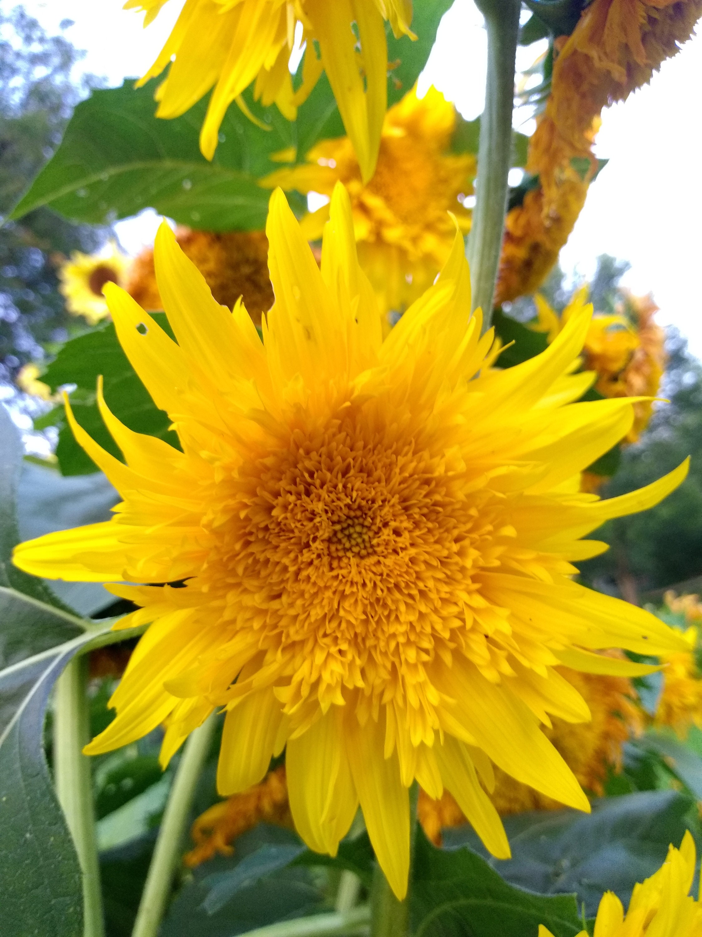 Dried Sunflowers Dried Sunflower Heads Natural Dried Etsy