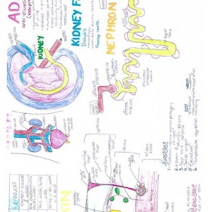 H1 Leaving cert biology notes