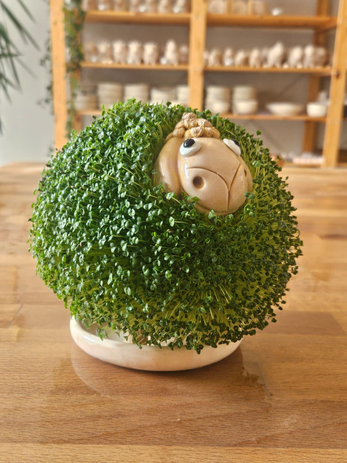 Sheep Shaped Micro-greening Ceramic Pot - Etsy