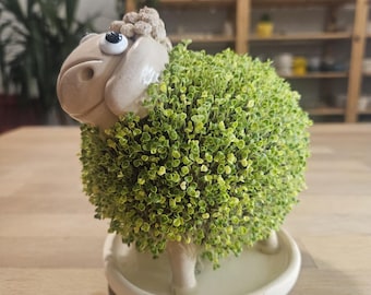 Ceramic Watering Plate for Chia-ko Micro-greening Planters - Etsy