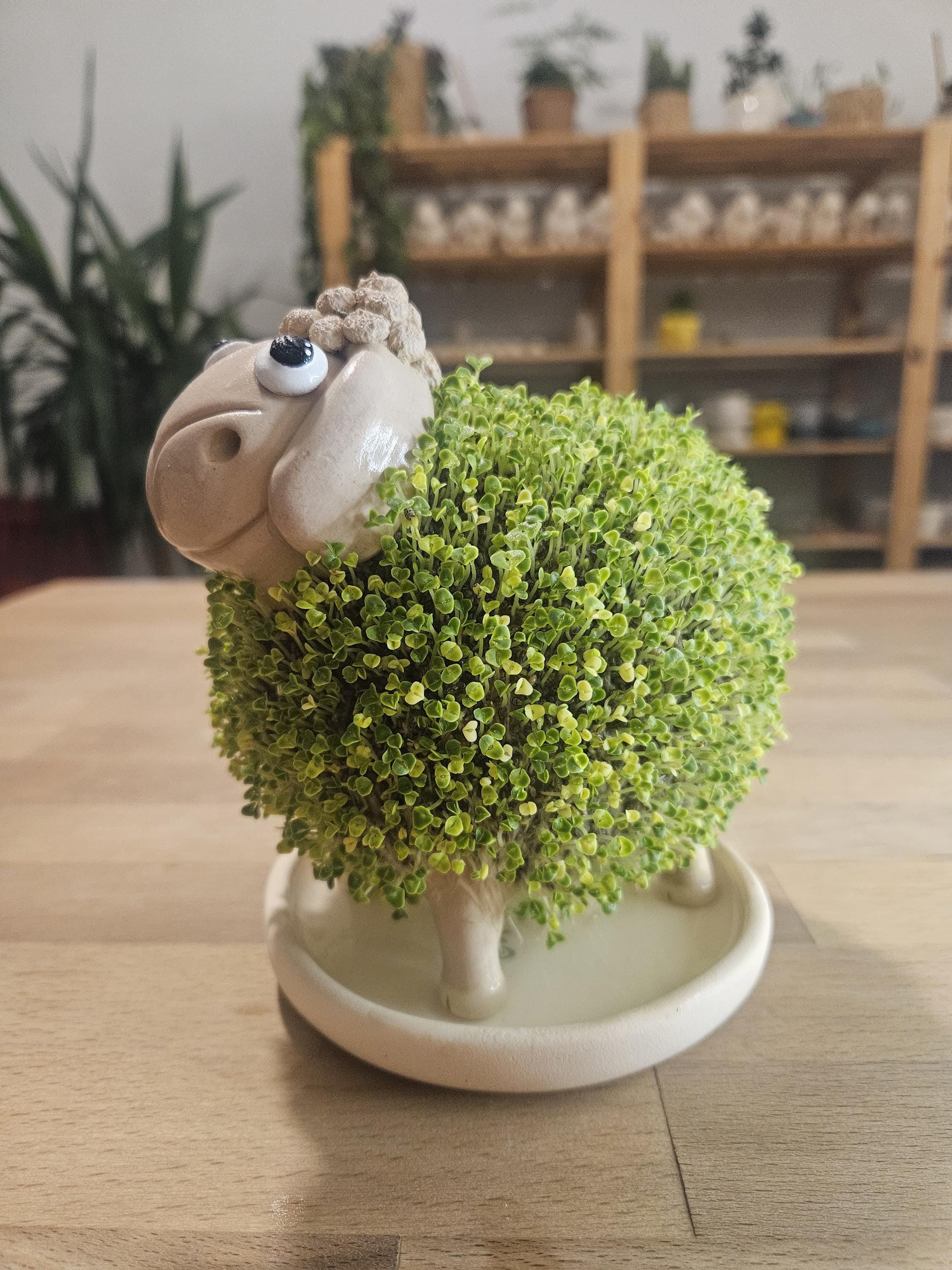 Ceramic Watering Plate for Chia-ko Micro-greening Planters - Etsy