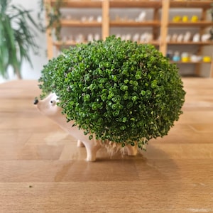 May include: A light beige ceramic planter shaped like a hedgehog, featuring a rounded body covered in dense, small, vibrant green leaves that mimic quills. The planter has a smooth, matte finish, a pointed snout, and small black eyes.