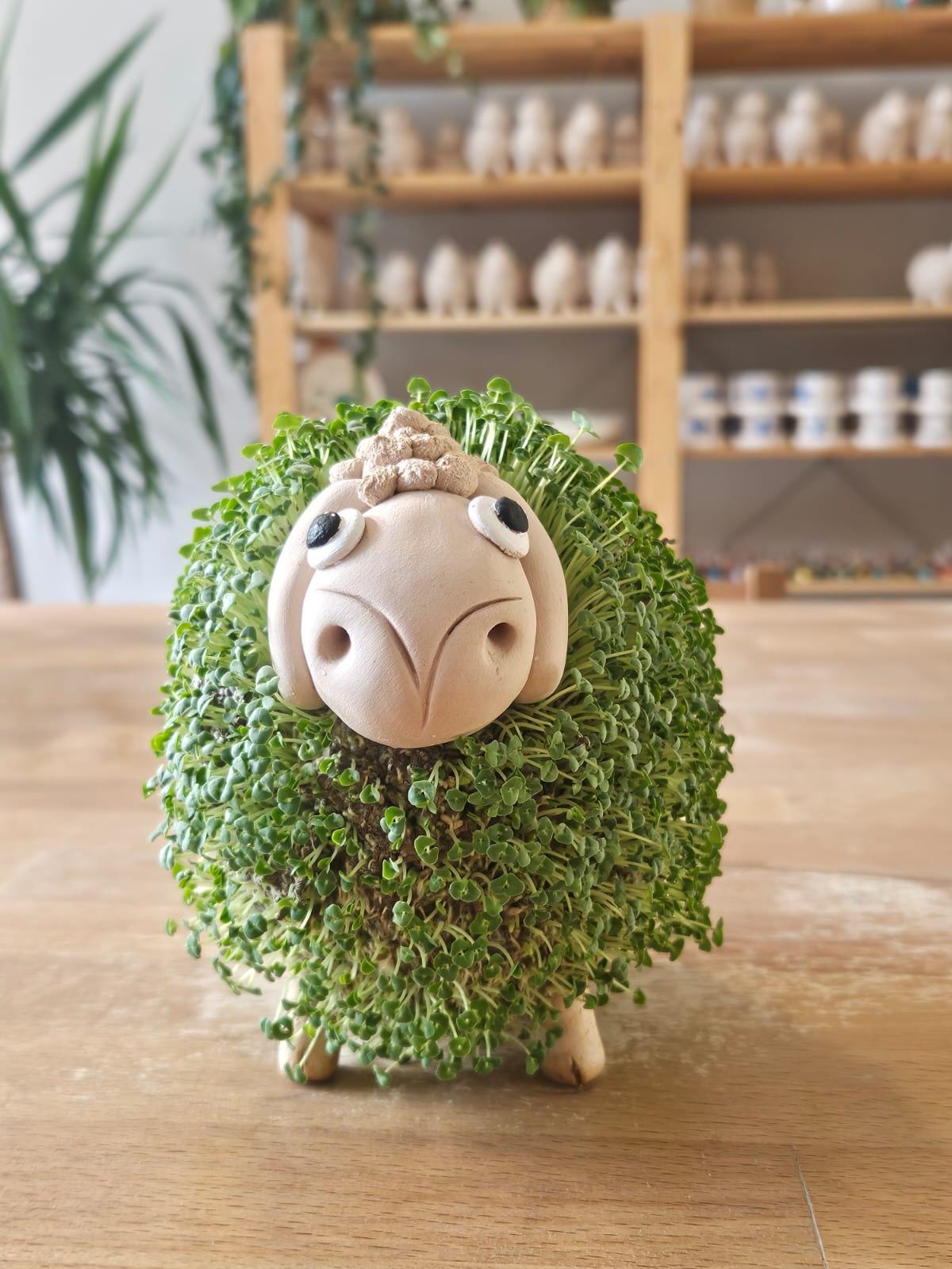 Ceramic Watering Plate for Chia-ko Micro-greening Planters - Etsy