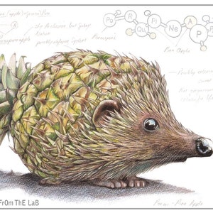Porcoananas