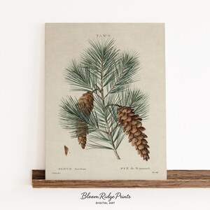 May include: Botanical print featuring a detailed illustration of pine needles and cones. The artwork, labeled "PINUS Strobus" and "Pin de Weymouth," showcases a vintage aesthetic with a neutral color palette. The print is displayed on a wooden ledge.