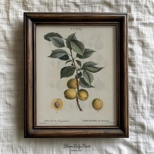 Vintage Plum Botanical Print | Kitchen Fruit Wall Art Download | Rustic French Country Decor | Fall Kitchen Art | Digital Poster | #222