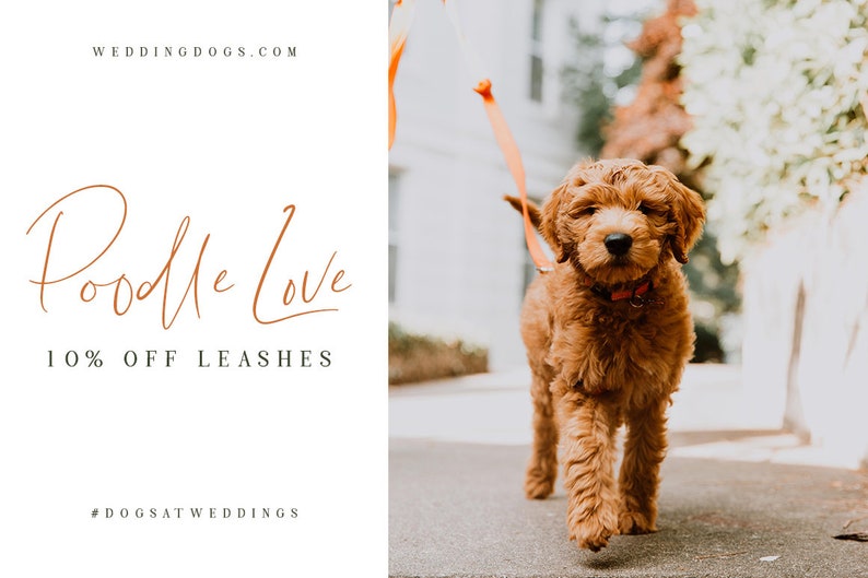 Puede incluir: Un cachorro de caniche marr&oacute;n y blanco camina por una acera con una correa. El texto "Poodle Love" est&aacute; escrito en cursiva con las palabras "10% OFF LEASHES" debajo. El hashtag "#DOGSATWEDDINGS" est&aacute; en la parte inferior de la imagen.