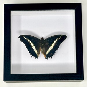 Scatola delle ombre di farfalle REAL BUTTERFLY Specimen-Gifts-Butterflys-Insets-Oddity-Decor-Framed-Natural-Minimalist-Tassidermy-Wall Art