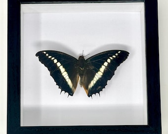 Caja de sombras de mariposas. MARIPOSA REAL. Ejemplar. Regalos. Mariposas. Insectos. Decoración. Enmarcada. Natural. Minimalista. Taxidermia. Arte mural.