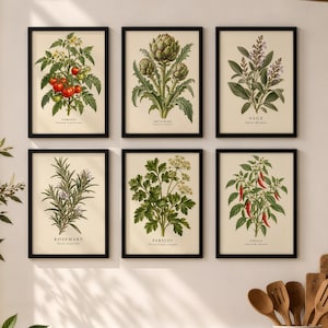 May include: A set of six framed botanical prints featuring illustrations of a tomato plant, artichoke, sage, rosemary, parsley, and chilli pepper. Each print includes the common name and scientific name in black text on a cream-coloured background.