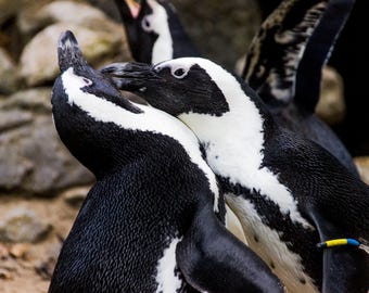 Adorable Penguin Couple – Digital Photography Print, Cute Penguin Wall Art, Black and White Animal Instant Download
