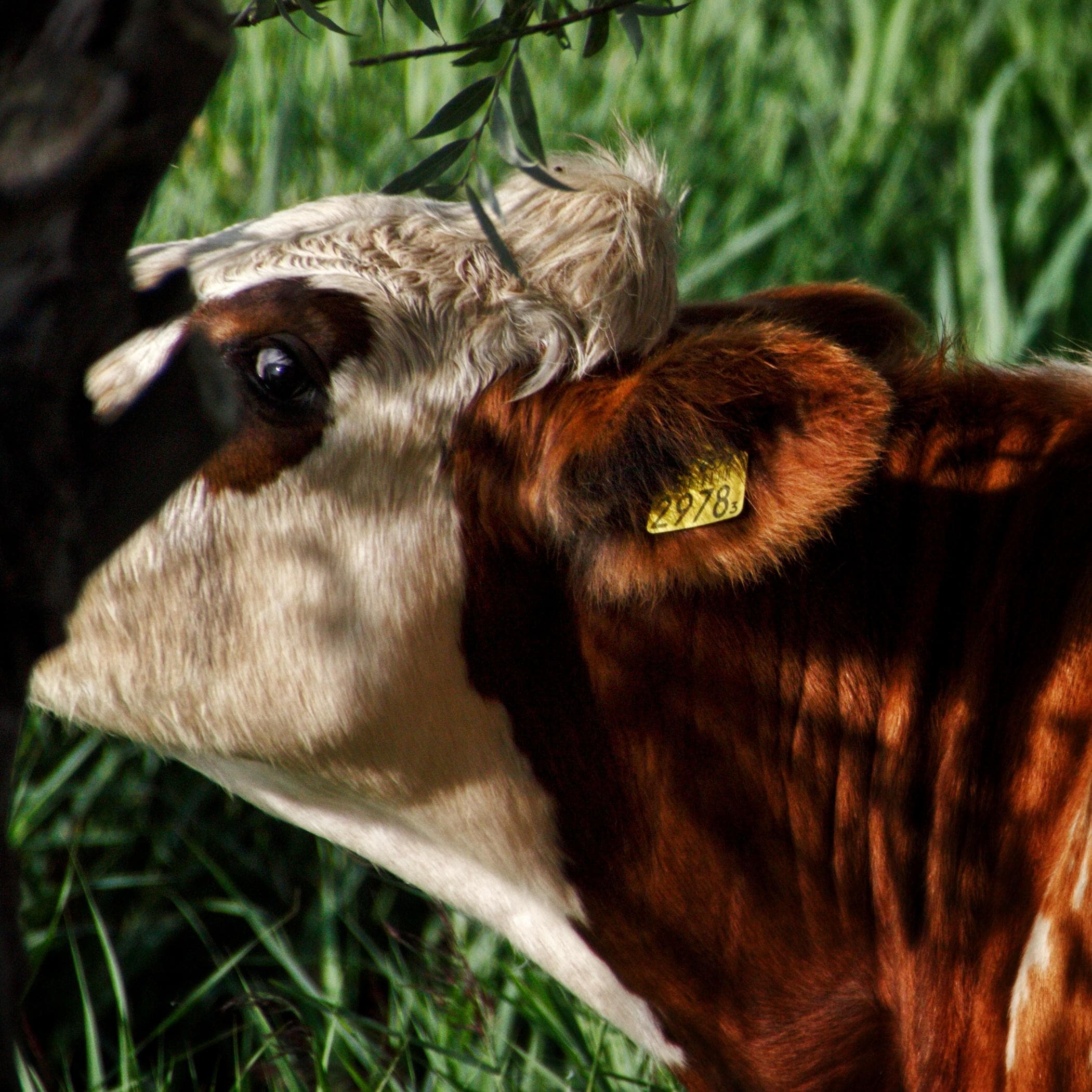 Cow Under a Tree – Funny Farm Animal Digital Print, Nature Photography, Rustic Wall Art Download