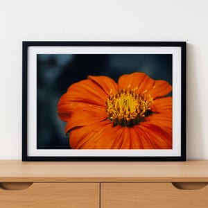 Vibrant Orange Flower on Dark Background – Digital Photography Instant Download (Moody Nature Print) - Wall Art