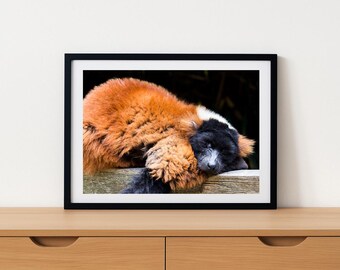 Sleepy Red Ruffed Lemur on a Sunny Spot – Wall Art - Digital Instant Download