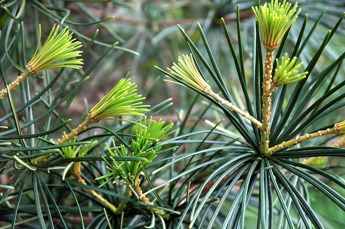 Koyamaki Japanese Pine Tree Pure Essential Oil Etsy