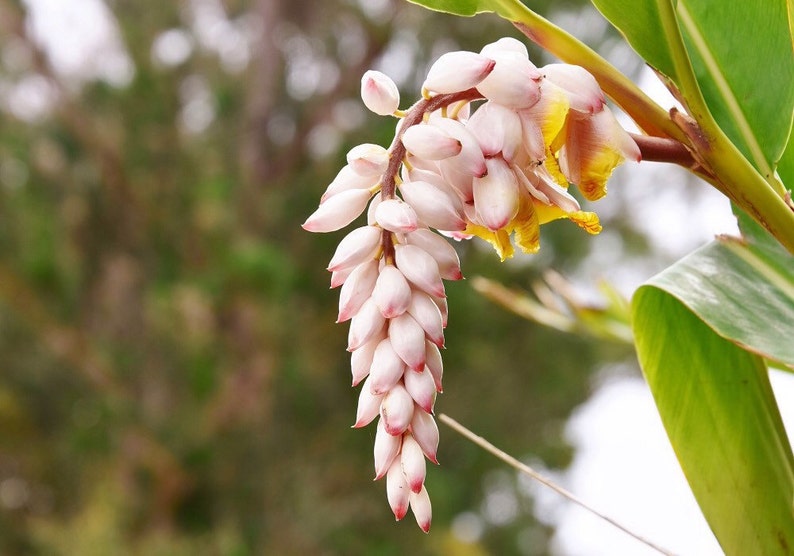 Okinawa Getto Japanese Alpinia Pure Essential Oil 2.5ml image 3