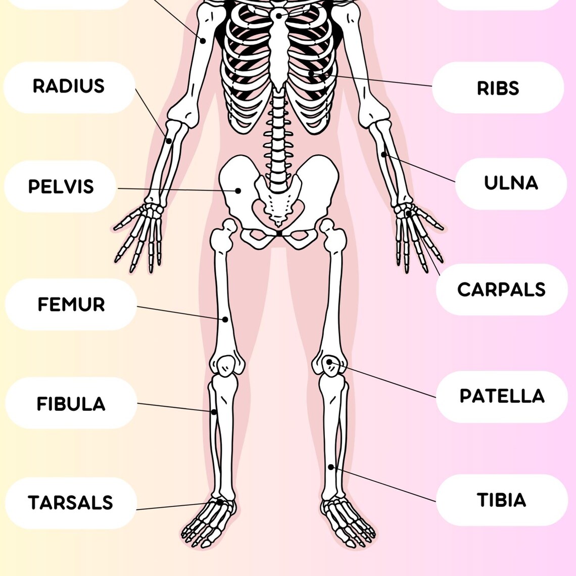 Human Skeleton Poster for Kids | Human Bones Printable | Educational ...