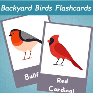 20 Backyard Birds Printable Flashcards | Toddler Flash Cards | Toddler ...
